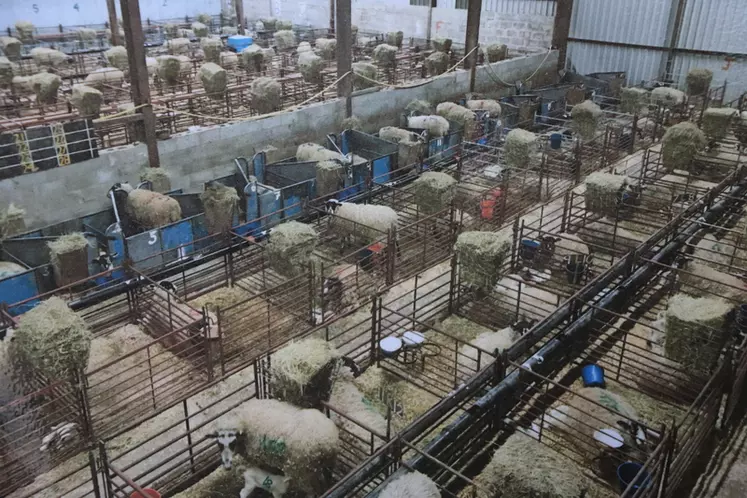 Lors des agnelages, la bergerie est optimisée au maximum pour accueillir toutes les brebis et leurs petits. © S. Jones