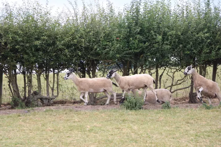 Sam Jones à l'environnement à cœur. Il a mis en place des haies pour protéger ses animaux et ses parcelles, des panneaux solaires sur les toits de ses bâtiments et une chaudière à biomasse. © B. Morel