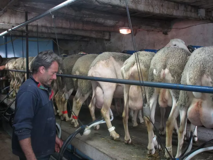 Vincent Imbert s'est mis à la traite des brebis, une nouvelle activité pour lui qui a une expérience solide en ovin allaitant. © A. Lévêque