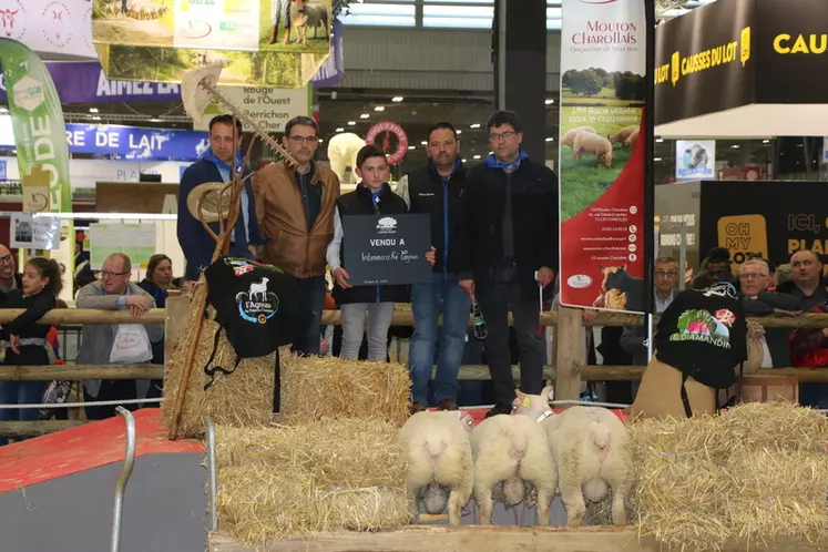 Le lot d'agneaux charollais vendu à 1 800 euros lors des enchères revient à l'Intermarché de Cognac. © B. Morel