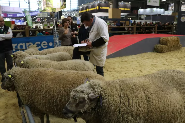 Les juges du trophée peau et laine étudient les caractéristiques de la toison de chaque animal.  © B. Morel