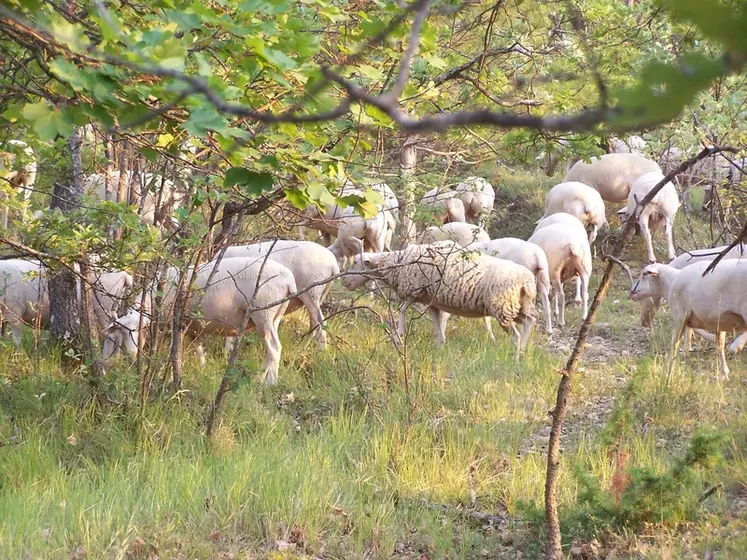 Dans le Sud-Est de la France, l’autonomie alimentaire des systèmes d’élevage ovin viande repose souvent sur la complémentarité entre les prairies cultivées et les surfaces pastorales. Par exemple, sur la ferme ovine de Carmejane, les parcours contribuent en moyenne à 40 % des besoins du troupeau de 650 brebis.  © DR