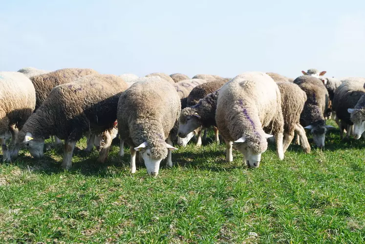1% : c’est la part de la contribution des gaz à effet de serre de l’élevage ovin allaitant français. © Ciirpo