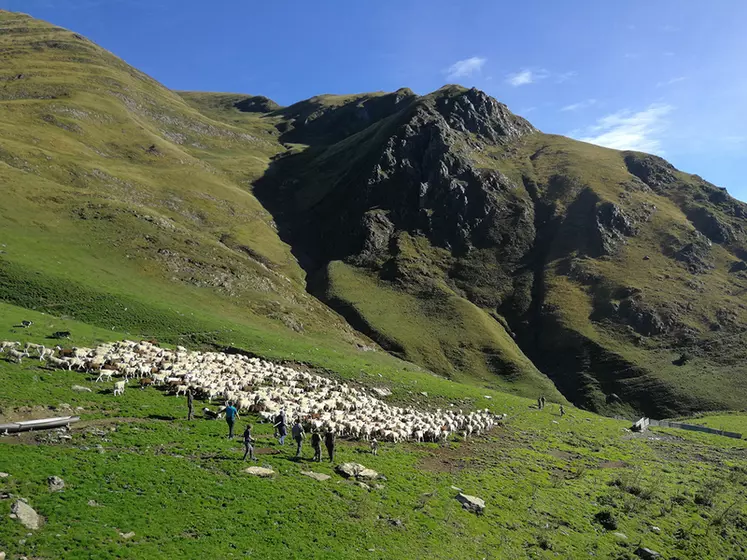 Le projet Interreg Poctefa Pyrpastum veut renforcer les échanges dans la formation des bergers des deux côtés des Pyrénées. © V. Freixa