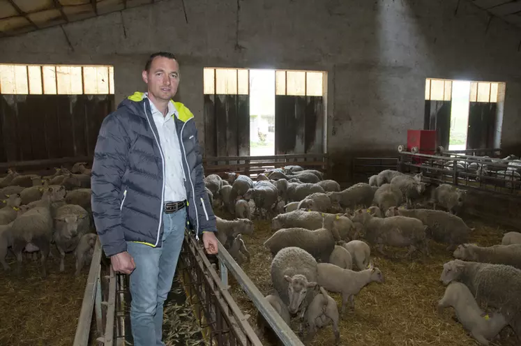 La bergerie de Xavier Verhnes (280 brebis de race mouton charollais), dans le Tarn. Il vend des reproducteurs et des agneaux LR Lou Paillol. Il a été le premier a tester la grille de visibilité. © B. Griffoul