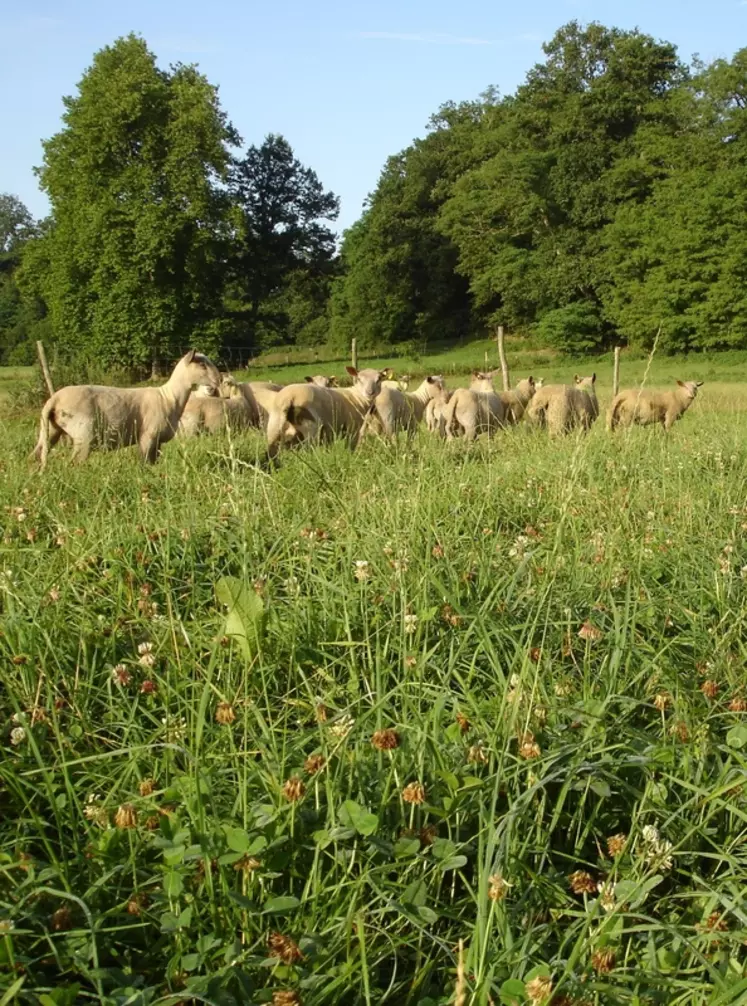 L'élevage ovin bio se réfléchit à l'échelle du système, entre animaux, pâturage et environnement. © DR