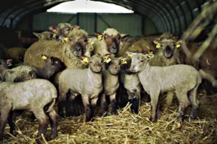 "Les brebis porteuses de l’allèle muté auront, au cours de leur carrière, au moins une fois une portée multiple de trois ou quatre agneaux." © OES Mouton Vendéen