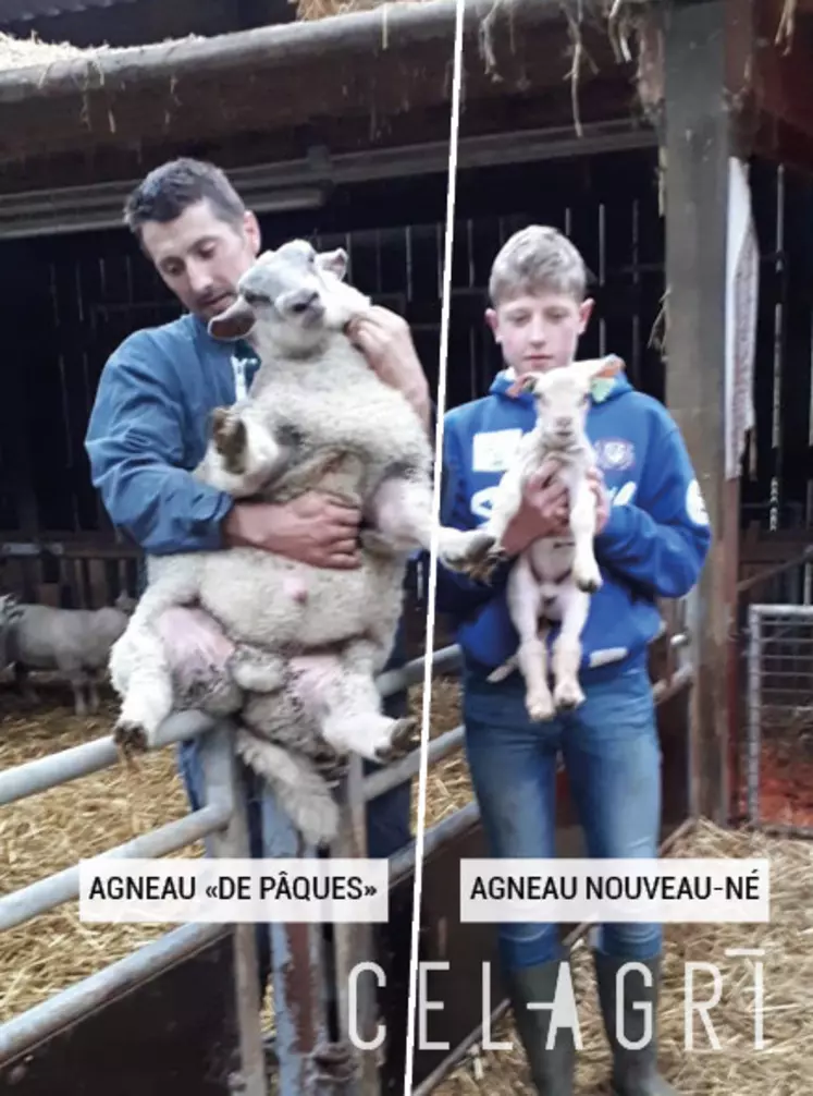 La différence de taille entre l'agneau de Pâques et le nouveau-né est flagrante. (La photo HD arrive) © Celagri