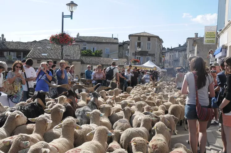 Le troupeau transhumant passe dans Die, rapprochant grand public et moutonniers. © A. Villette