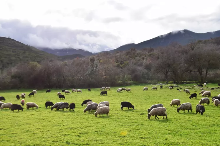 Les éleveurs ovins ardéchois étaient à l'honneur cette année. © D. Hardy