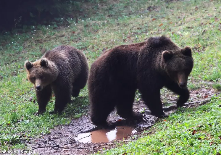 Les éleveurs réclament le retrait des deux ourses introduites en 2018. © M. Krofel