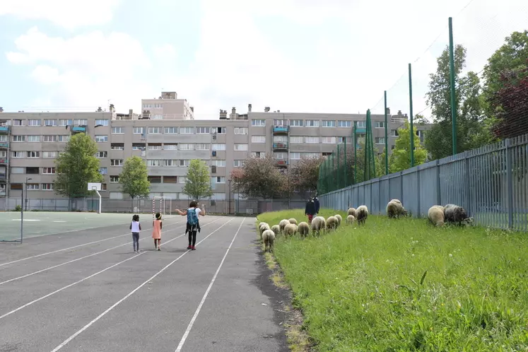 Les enfants se réjouissent de suivre les moutons et s’imaginent déjà bergers plus tard. © I. Heeren