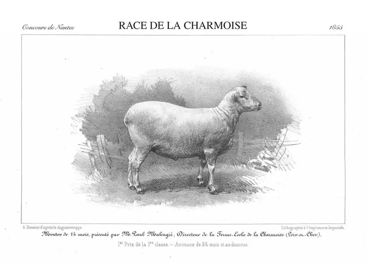 Gravure de 1855 de la race de La Charmoise