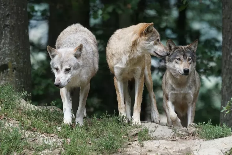 L'Etat semble être dépassé par la prolifération des loups, dont la population a largement atteint le seuil de viabilité fixé à 500 individus. © Fotomelia