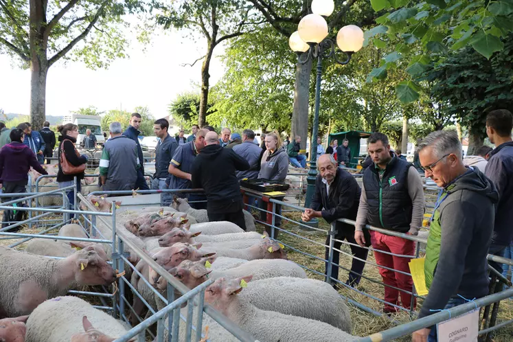 Le jeudi 4, la foire de reproducteurs ovins de Bellac a drainé de bon heure acheteurs et curieux.  © B. Morel