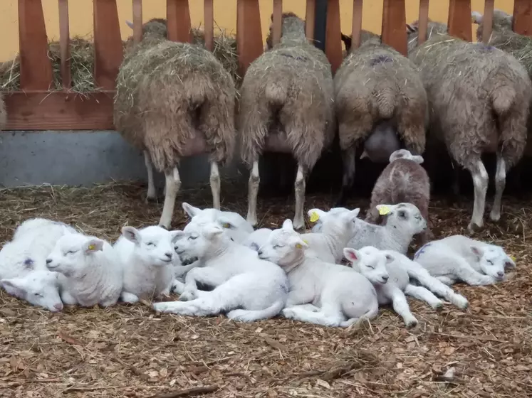 Comme leur mère, les agneaux se sentent aussi bien sur la paille que sur les plaquettes sèches.  © Ciirpo