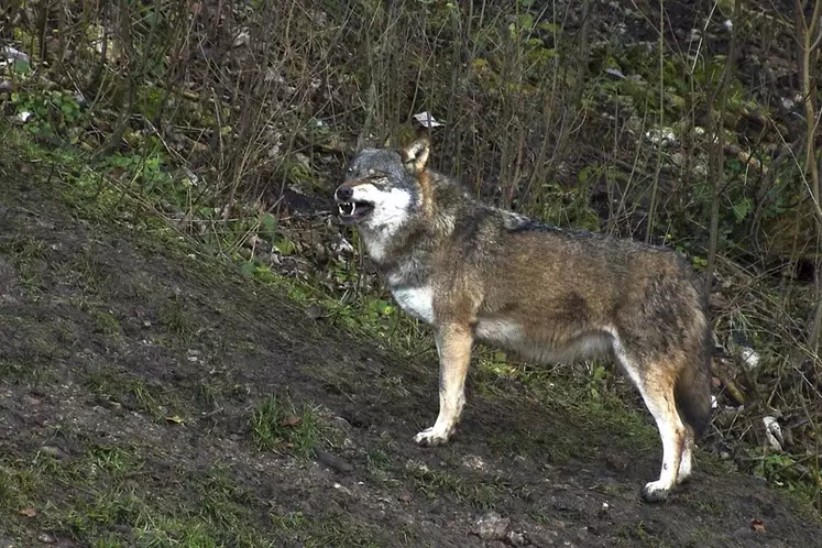 La FNDP rappelle que le zéro prédation est visé, non pas le zéro loup. © pabvision.com