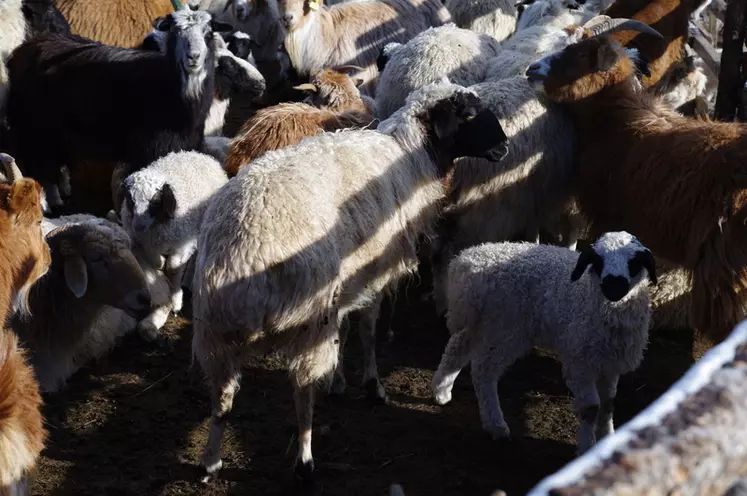 Rustiques, les moutons mongols ont une longue toison et une poche de graisse à la queue qui sert de réserve pour l’hiver. © M. Gontier