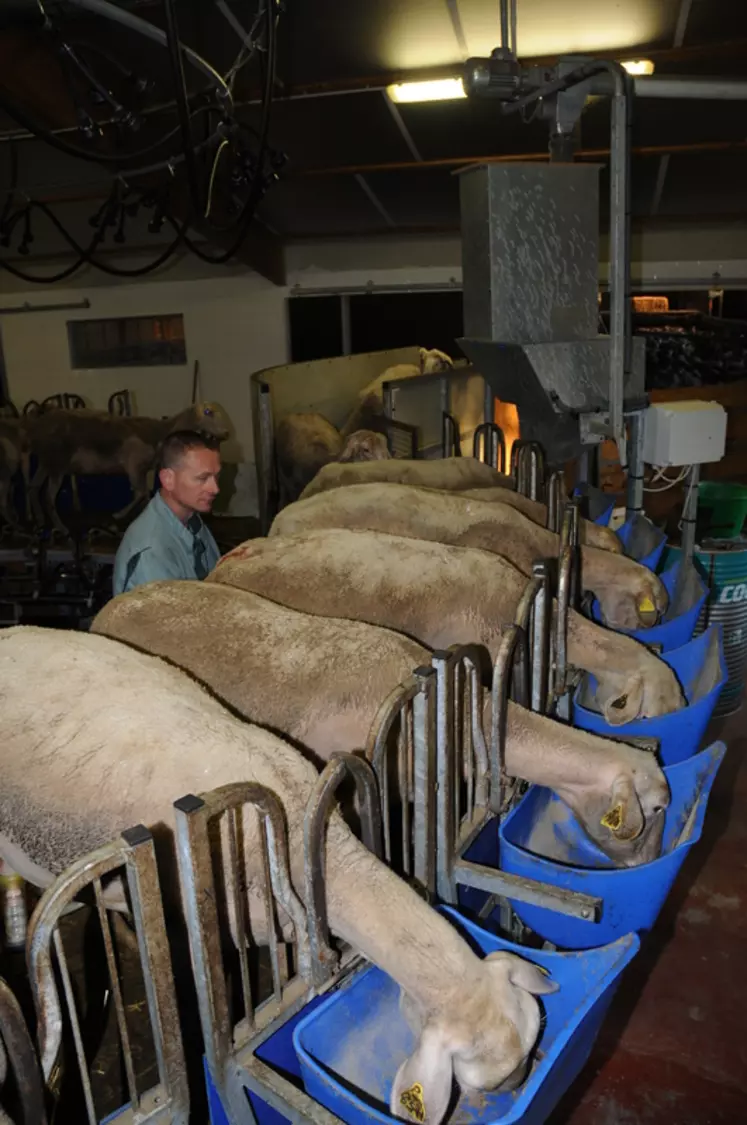 Pendant les 180 à 250 jours de traite exclusive, la capacité d’ingestion de la brebis dépend de son poids vif et de son niveau de production laitière. © L. Geffroy