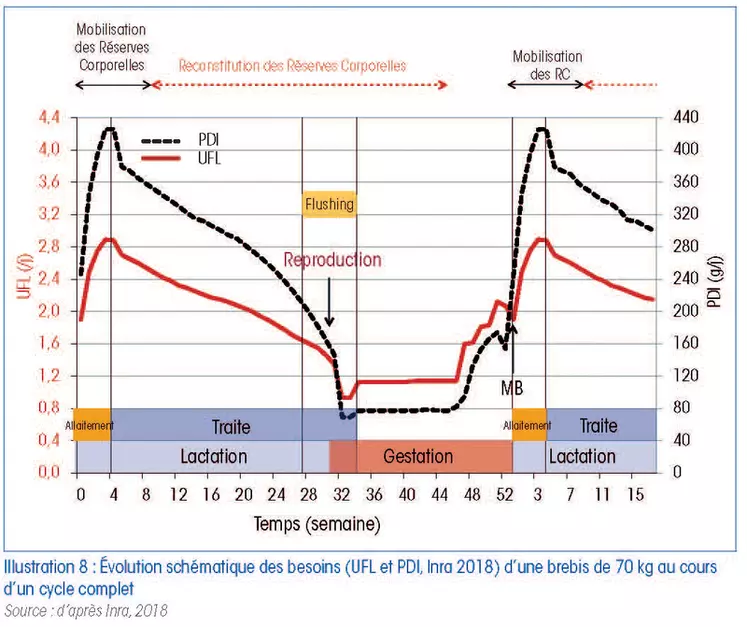 Évolution schématique des besoins (UFL et PDI, Inra 2018) d’une brebis de 70 kg au cours d’un cycle completLes besoins évoluent au cours des stades physiologiques des brebis laitières au cours d’une campagne de production. © L'alimentation des brebis ...