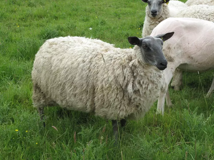 Bien que la Bleue du Maine soit une race de grand format (brebis de 80 à 90 kg et béliers de 110 à 120 kg), les brebis sont très dociles. © V. Bargain