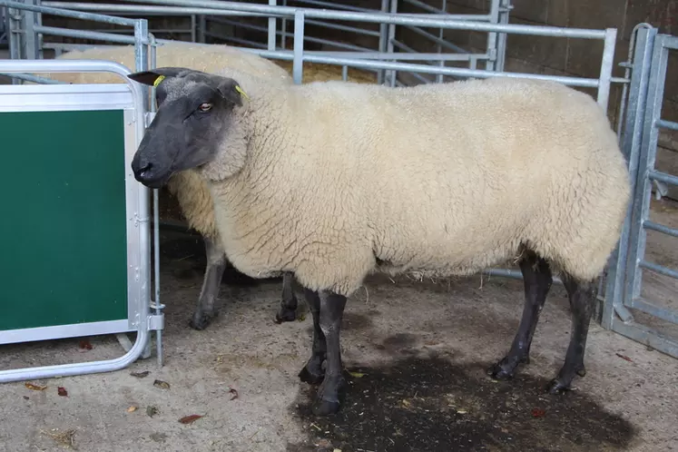 Bien que la Bleu du Maine soit une race de grand format (brebis de 80 à 90 kg et béliers de 110 à 120 kg), les brebis sont très dociles. © V. Bargain