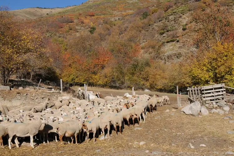 Le cheptel ovin laitier et allaitant de Nouvelle-Aquitaine semble se  stabiliser après des années de baisse.  © L. Geffroy