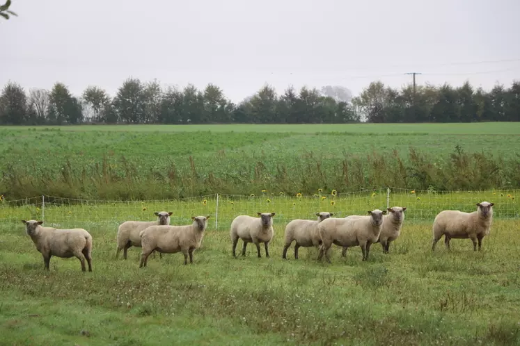 L'ensemble du troupeau ovin est placé en écopâturage ou en pâturage sur culture intermédiaire. © B. Morel