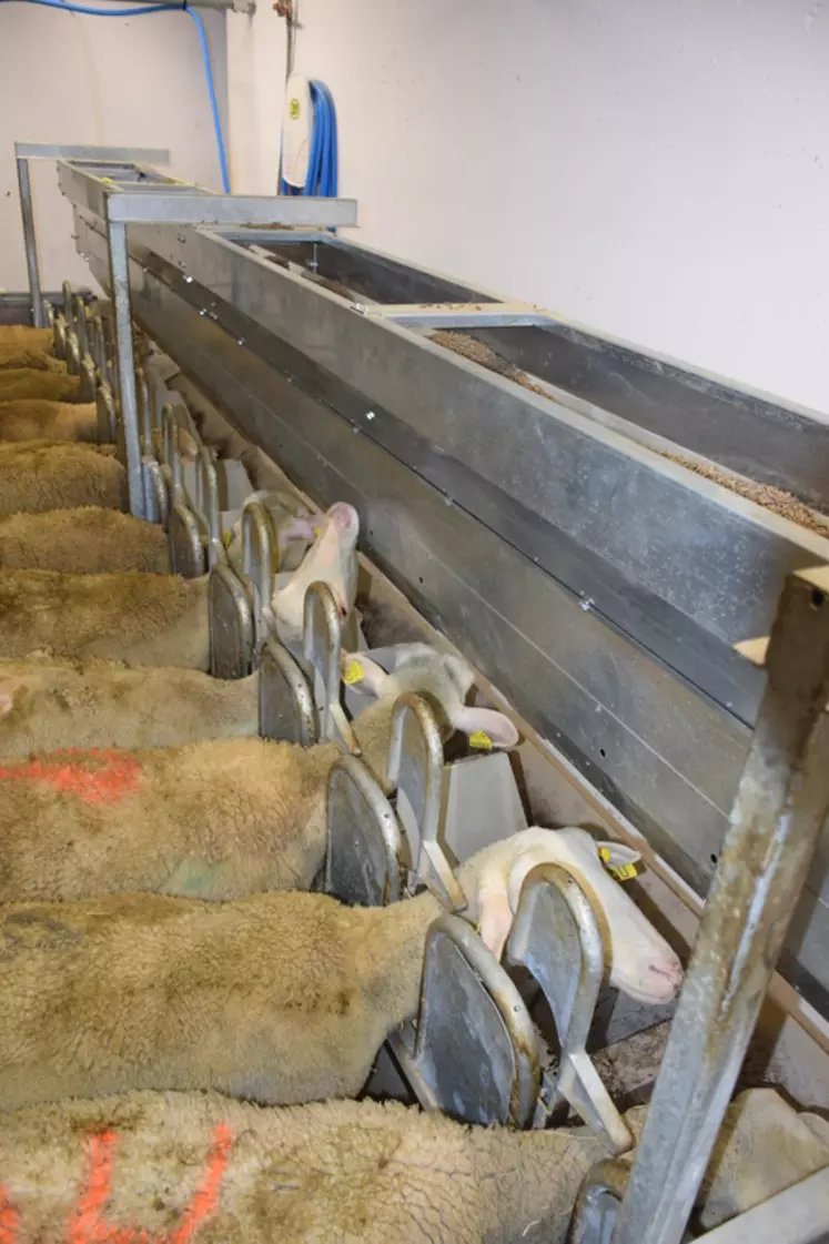 Les premiers passages en salle de traite seront grandement facilités si les agnelles ont déjà été habituées à la salle et à la séparation des agneaux.  © D. Hardy