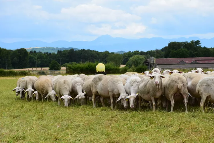 L’élevage des ruminants à l’herbe dans le Massif central produit des services environnementaux et culturels qui pourraient légitimement être mieux rémunérés. © D. Hardy