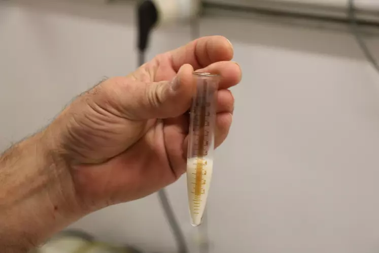 Un éjaculat de bélier permet de produire entre 10 et 12 paillettes, qui seront pour la grande majorité, utilisées en frais. © B. Morel