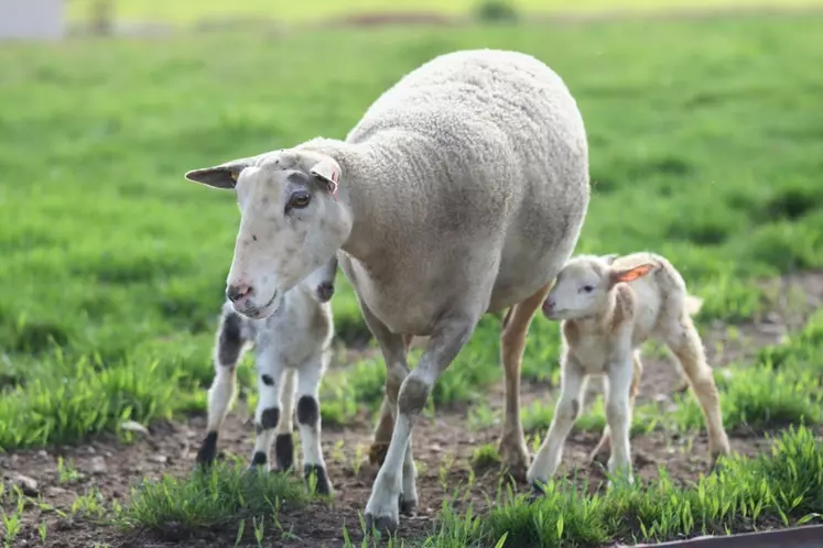 Trés prolifique avec 2,11 agneaux par brebis en moyenne, la race Romane peut aussi se désaisonner facilement. © OS Romane