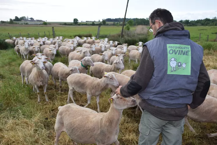 L'aide ovine 2020 devrait être d'environ 21 euros par brebis éligibles.  © D. Hardy