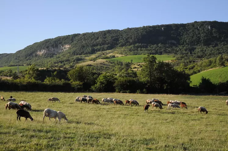 Avec 380 têtes, la troupe laitière moyenne occitane est plus grande que la moyenne nationale (317). Par contre, la troupe allaitante moyenne occitane (192 têtes) est moins importante que la moyenne nationale (202 brebis). © L. Geffroy