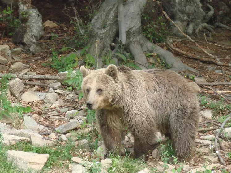 Le président de la République s'est engagé à ne plus réintroduire d'ours, à s'occuper de ceux qui causent des problèmes et à impliquer davantage les élus locaux.  © Paunovic