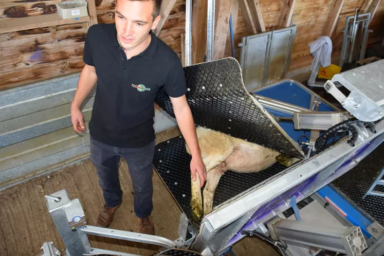 Une fois l’animal immobilisé et basculé, on peut accéder à l’arrière de l’animal en toute sécurité pour des opérations sanitaires sur les pieds ou l’arrière-train. © D. Hardy