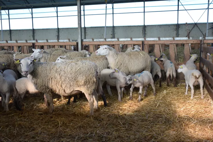 Avec une prolificité moyenne de deux agneaux par mise bas et une bonne fertilité même à contre saison, la Romane (anciennement INRA 401) est indéniablement une bonne mère à agneaux. © D. Hardy