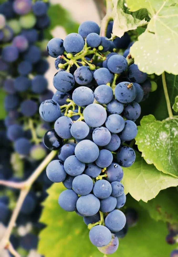 Les vignerons ont du mal à écouler leurs stocks de marc, matière vue comme un sous-produit de la vinification. L'alimentation animale pourrait être un débouché intéressant. © DR