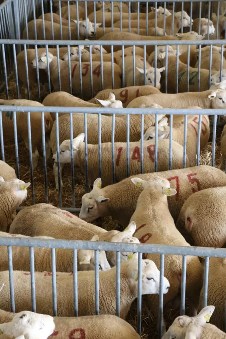 L'éleveur peut récupérer quelques-uns de ses agneaux testés, mais cette pratique reste marginale, l'idée de la journée étant l'échange et la diffusion de génétique. © B. Morel
