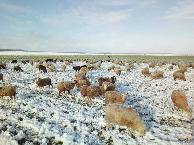 Dans le bassin parisien, des céréaliers expérimentent le retour des moutons dans les champs.   © Ferme Cuypers
