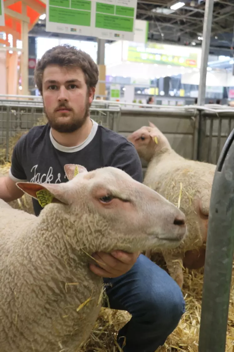 Romain Ferrure (22 ans) et sa mère sont sélectionneurs en mouton charollais et Suffolk en Corrèze. Il prévoit de reprendre l’exploitation en 2021. © B. Morel