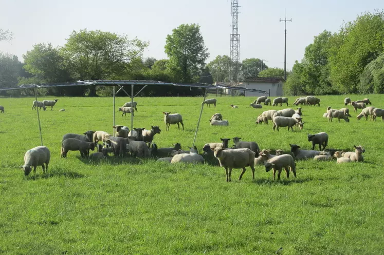 L’Ovifresh, le parasol XXL mis au point aux Sicaudières. © les Sicaudières