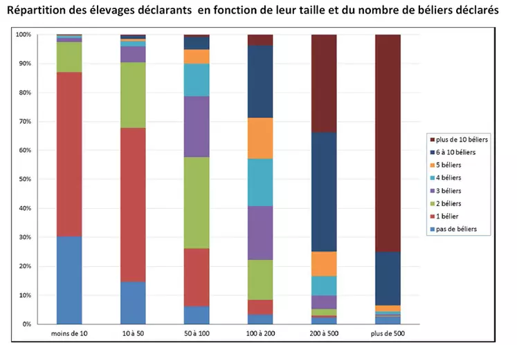 Sans surprise, le nombre de béliers par élevage varie selon la taille du troupeau. © Idele, Race de France, Inra