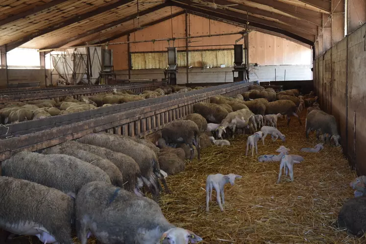 Unicor a collecté plus d'un demi-million d'ovins en 2019. © D. Hardy
