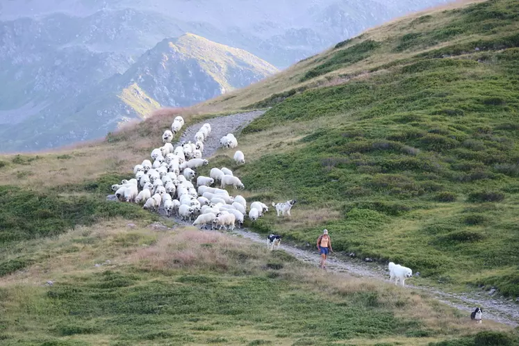Le métier de berger existe partout dans le monde et se décline en une multitude de profils, selon le type de production, le climat, la taille du troupeau, etc. © B. Morel