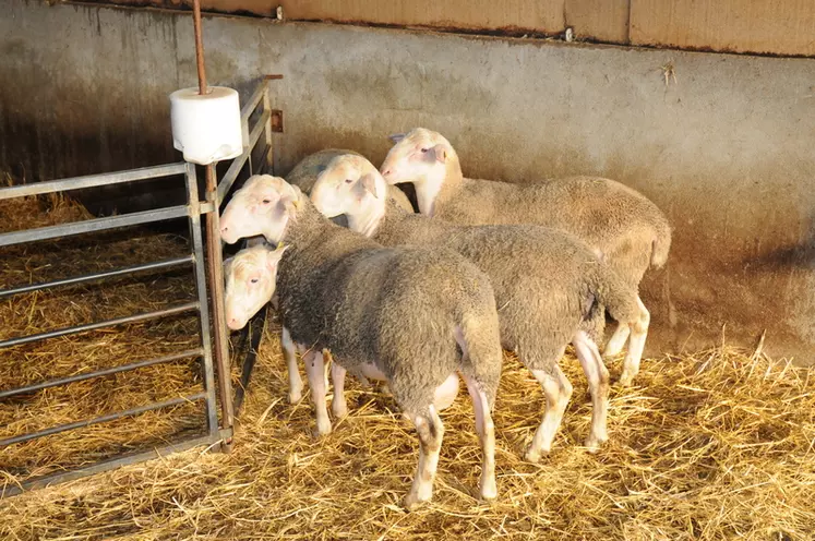 Une aide financière pour l'achat de un à 12 béliers est proposée aux éleveurs d'Auvergne-Rhône-Alpes. © L. Geffroy