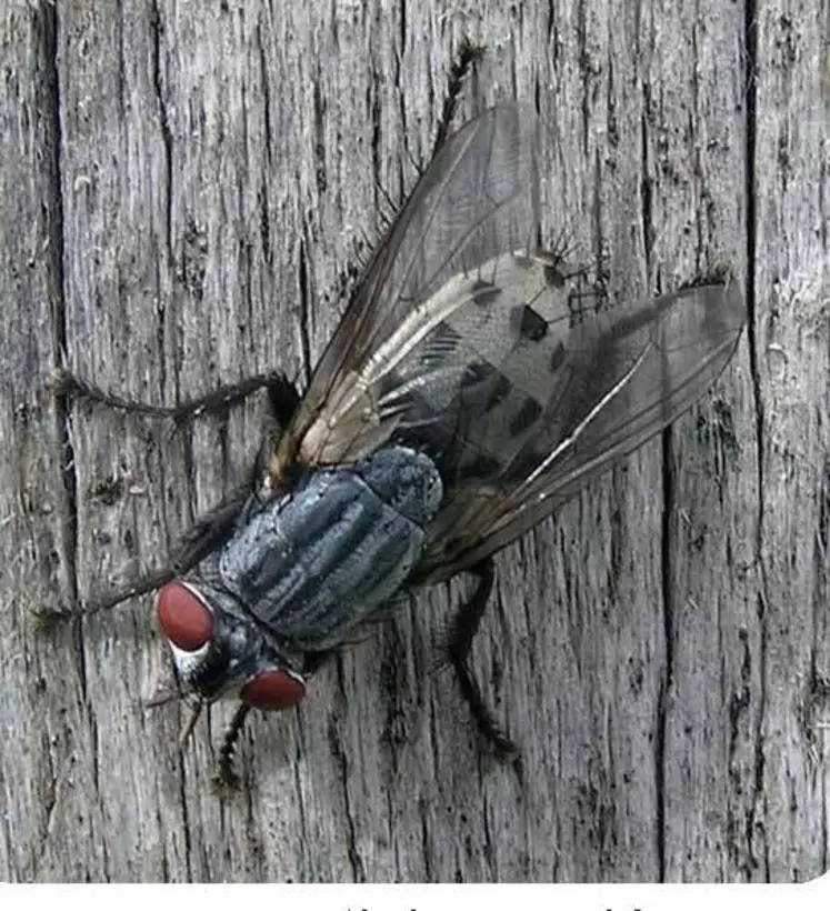 Les myiases à Wohlfahrtia Magnificasont provoqués par les larves carnassières de cette mouche.  © CDAAS de la Haute-Vienne