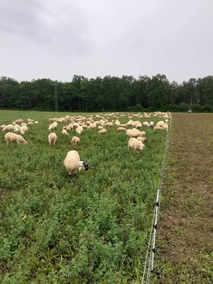Les ovins valorisent les couverts et la luzerne et pâturent les parcelles de blé. © DR