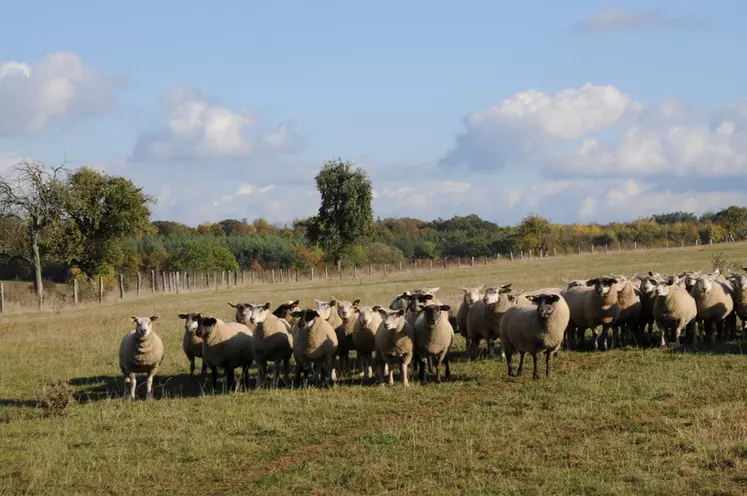 Les agneaux produits sous signe officiel de qualité (IGP, AOP, label rouge, bio) sont perçus comme étant agroécologiques.  © L. Geffroy