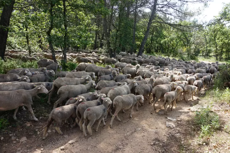 Les troupeaux circulent de place en place de pâturage, de la plaine à la montagne, tout au long de l’année. Ici, un troupeau mérinos d’Arles au pâturage dans les collines du  Var. © C. Vionnet